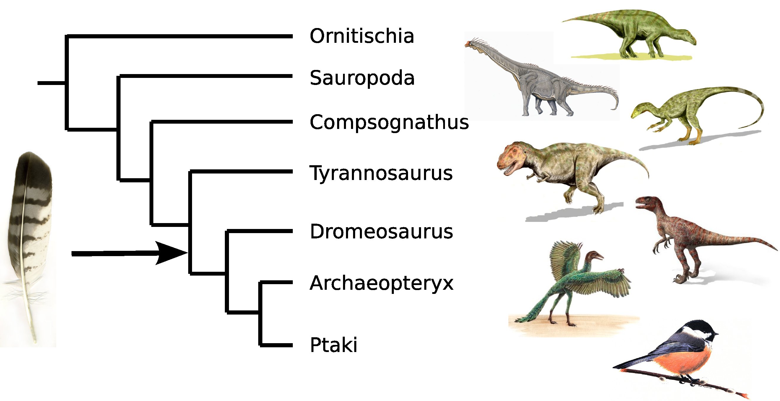 dinosaur-bird-phylogeny1.jpg