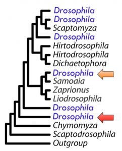 drosophila-phylogeny.jpg